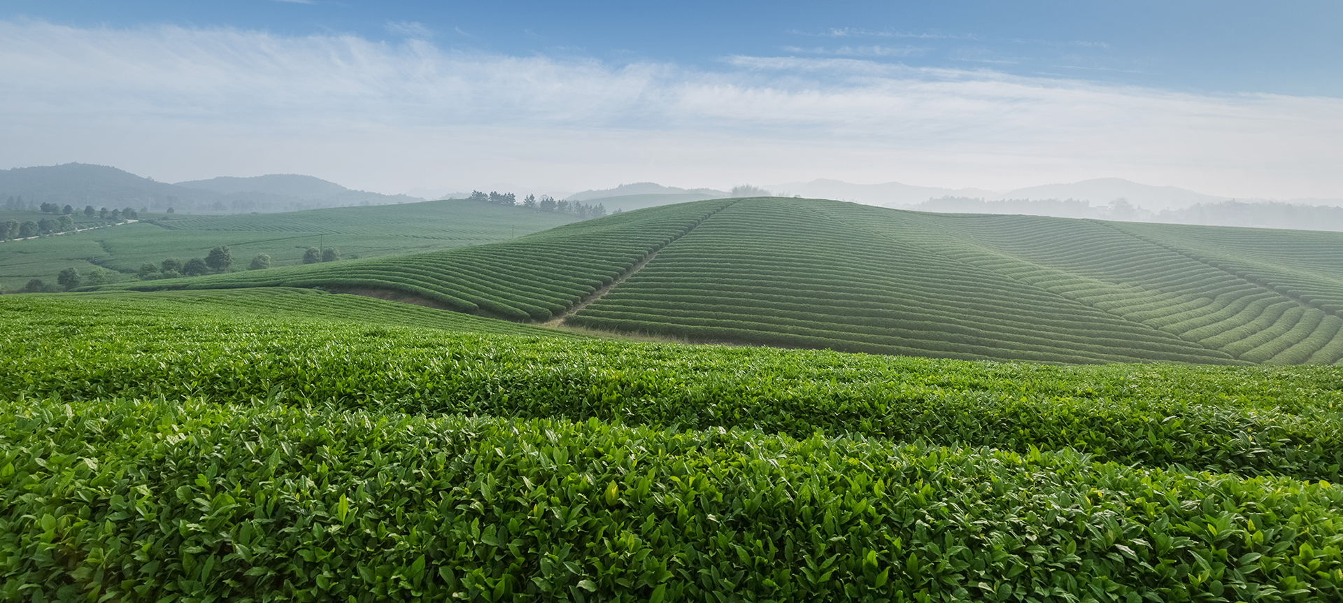 Hangzhou Baoda Tea Co., Ltd.